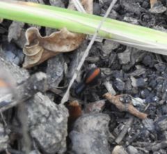 Castianeira descripta