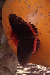 Biblis