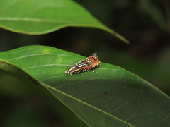 Thaumatographa jonesi