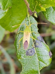 Discogastrini