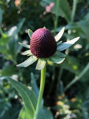 Rudbeckia occidentalis