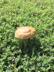 Fungi