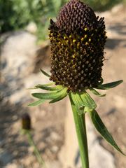 Rudbeckia occidentalis