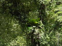 Anthurium crassinervium