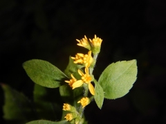 Solidago albopilosa