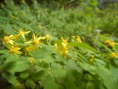 Solidago albopilosa