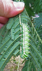 Syssphinx albolineata