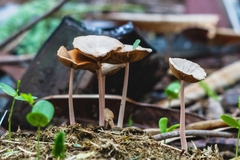 Bolbitius coprophilus