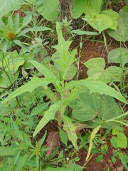 Lactuca indica