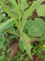 Lactuca indica