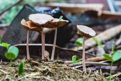 Bolbitius coprophilus