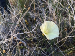Calystegia longipes