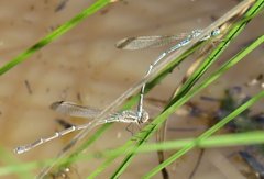 Austrolestes aridus
