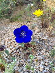 Phacelia nashiana