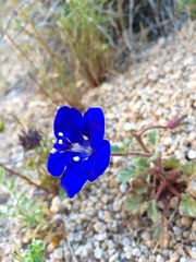 Phacelia nashiana