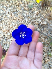 Phacelia nashiana