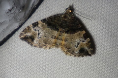 Chrysolarentia phaedra