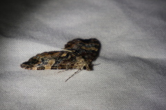 Chrysolarentia phaedra