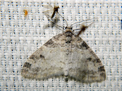 Lobophora nivigerata