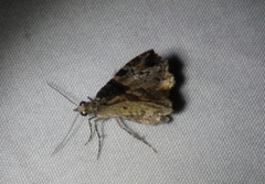 Chrysolarentia phaedra