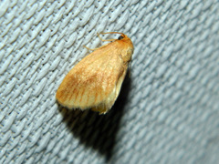 Tortricidia testacea