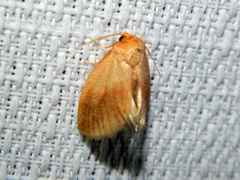 Tortricidia testacea