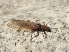 Perlodinae