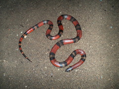 Lampropeltis abnorma
