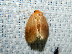 Tortricidia testacea