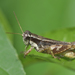 Aztec Spur-throated Grasshopper - Photo (c) Mario Urrutia, some rights reserved (CC BY-NC-ND), uploaded by Mario Urrutia