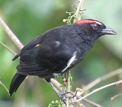 Heterospingus xanthopygius