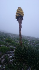 Agave gentryi
