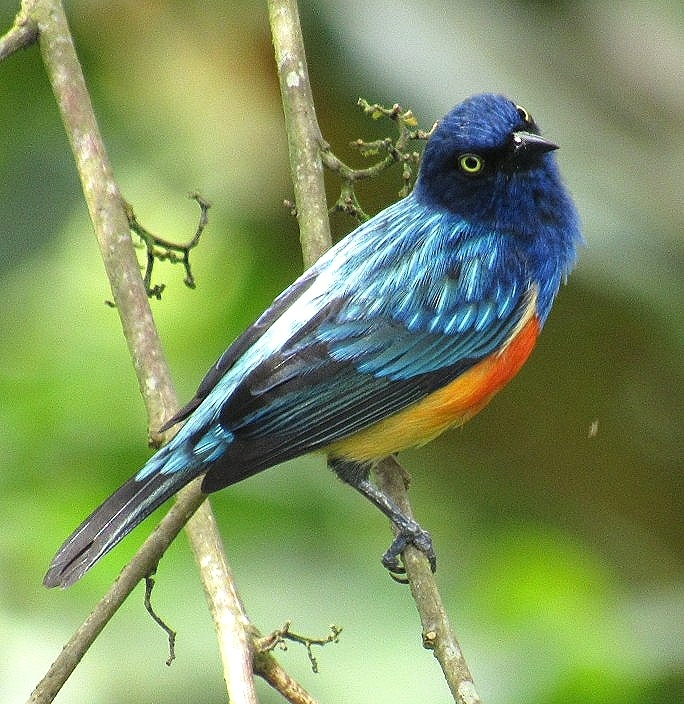 Scarlet-breasted Dacnis photo