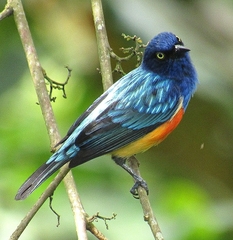 Dacnis berlepschi