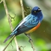 Scarlet-breasted Dacnis - Photo (c) Nelson Apolo, some rights reserved (CC BY-NC), uploaded by Nelson Apolo
