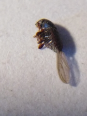 Scolytus intricatus