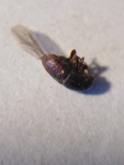 Scolytus intricatus