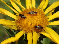 Plagiognathus obscurus