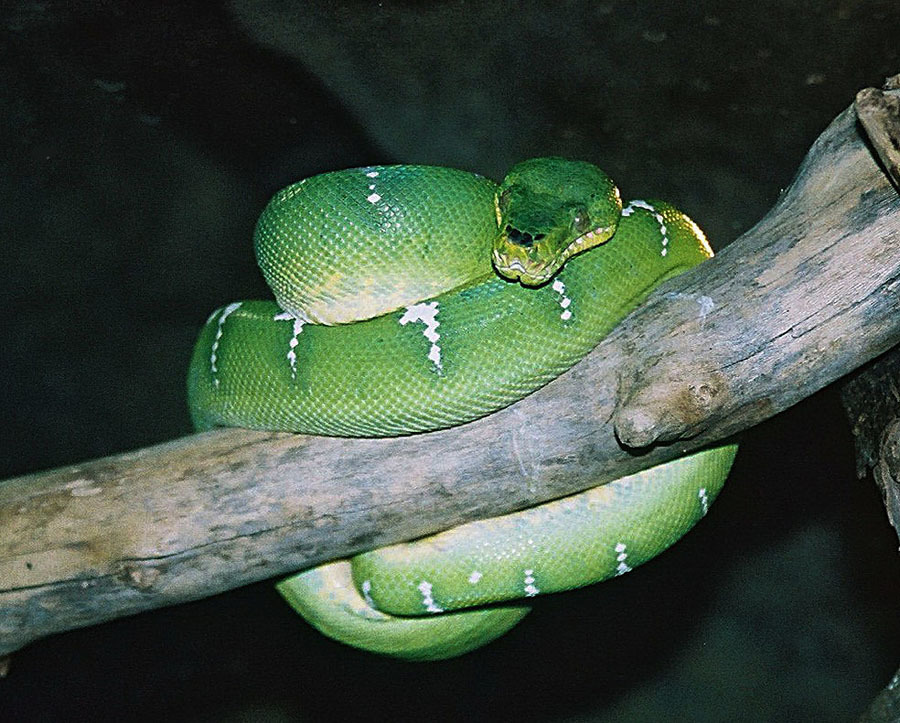 Emerald Tree Boa