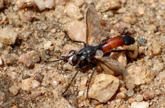 Cylindromyia intermedia