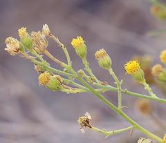 Perityle megalocephala