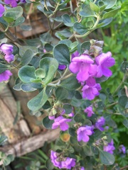 Prostanthera rotundifolia