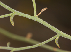 Perityle megalocephala