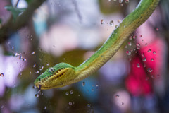 Amazon Basin Emerald Tree Boa photo 3