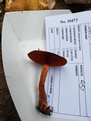 Cortinarius harrisonii