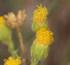 Perityle megalocephala