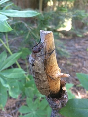 Dysmicohermes ingens