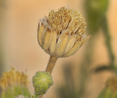 Perityle megalocephala