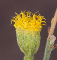 Perityle megalocephala