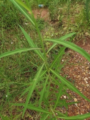 Lactuca indica